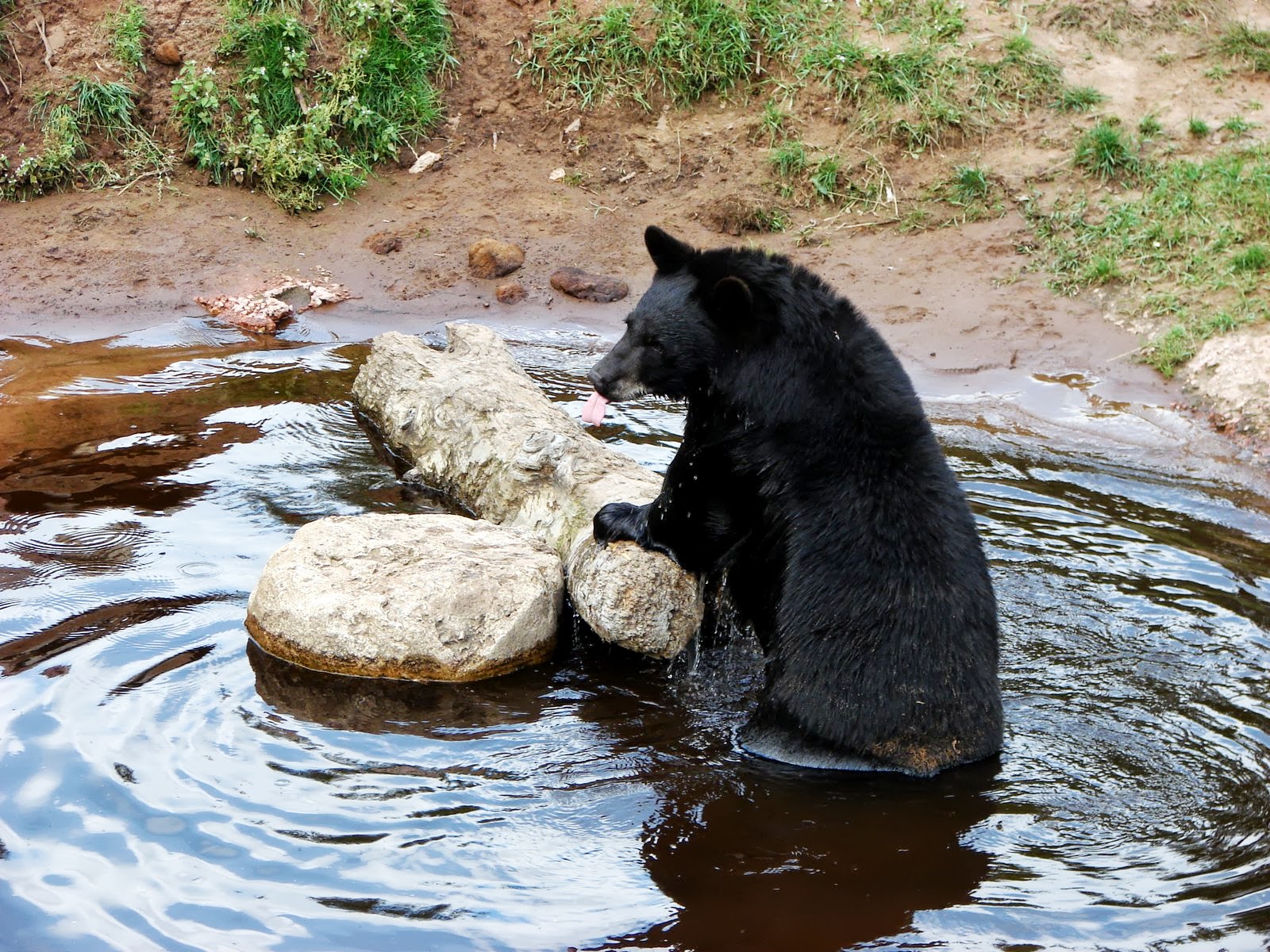 RVing and Travels...Adventures with Suzanne and Brad Oswald’s Bear