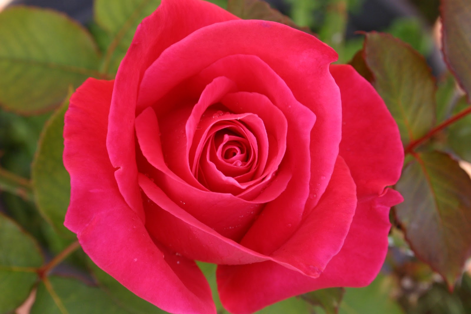 Image result for rose