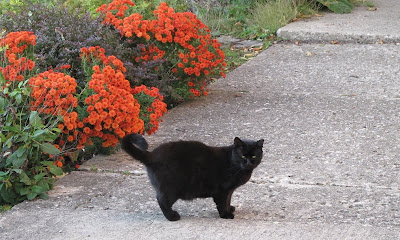 Neighborcat 1