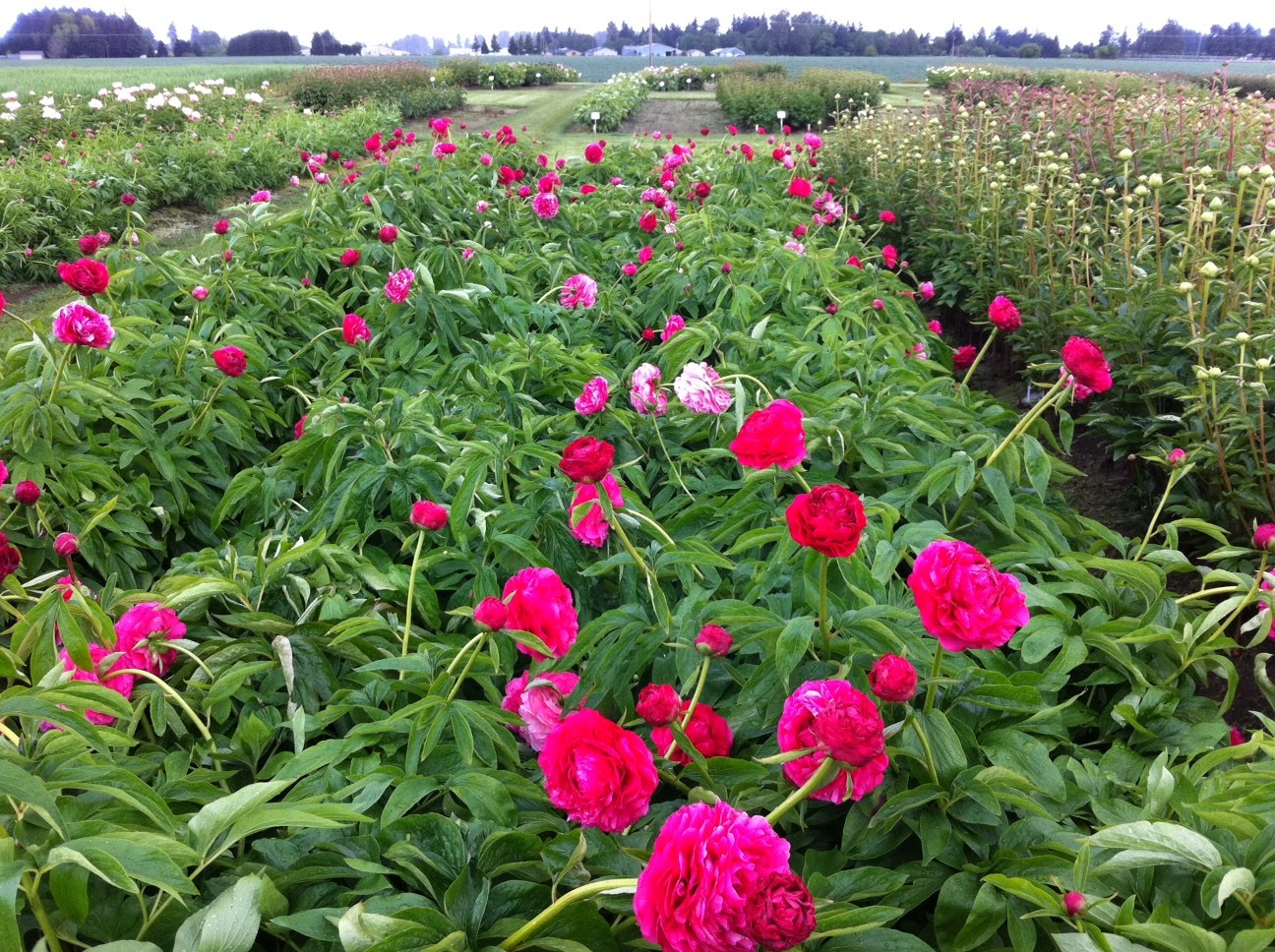 The Scrapper, The Sports Fanatic, and Their Golden(s) Adelman's Peony Farm