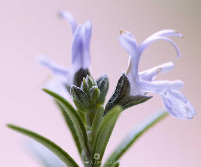 Pretty Medicine Rosemary (Rosmarinus Officinalis)