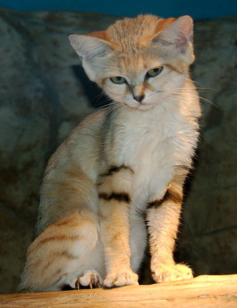 Endangered Sand Cat