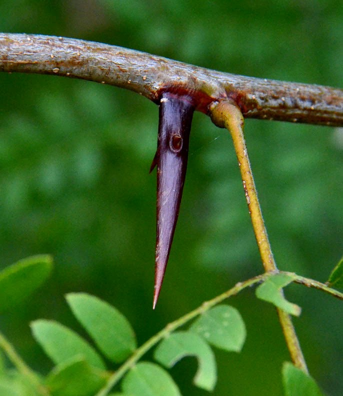 While On A Walk There Are Thorns, And Then There Are THORNS
