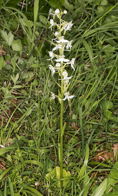 Greater Butterfly-orchid, Plantathera chlorantha. Orchid Bank, High Elms Country Park, 11 June 2015. Greater Butterfly-orchid, Plantathera chlorantha. Orchid Bank, High Elms Country Park, 11 June 2015.