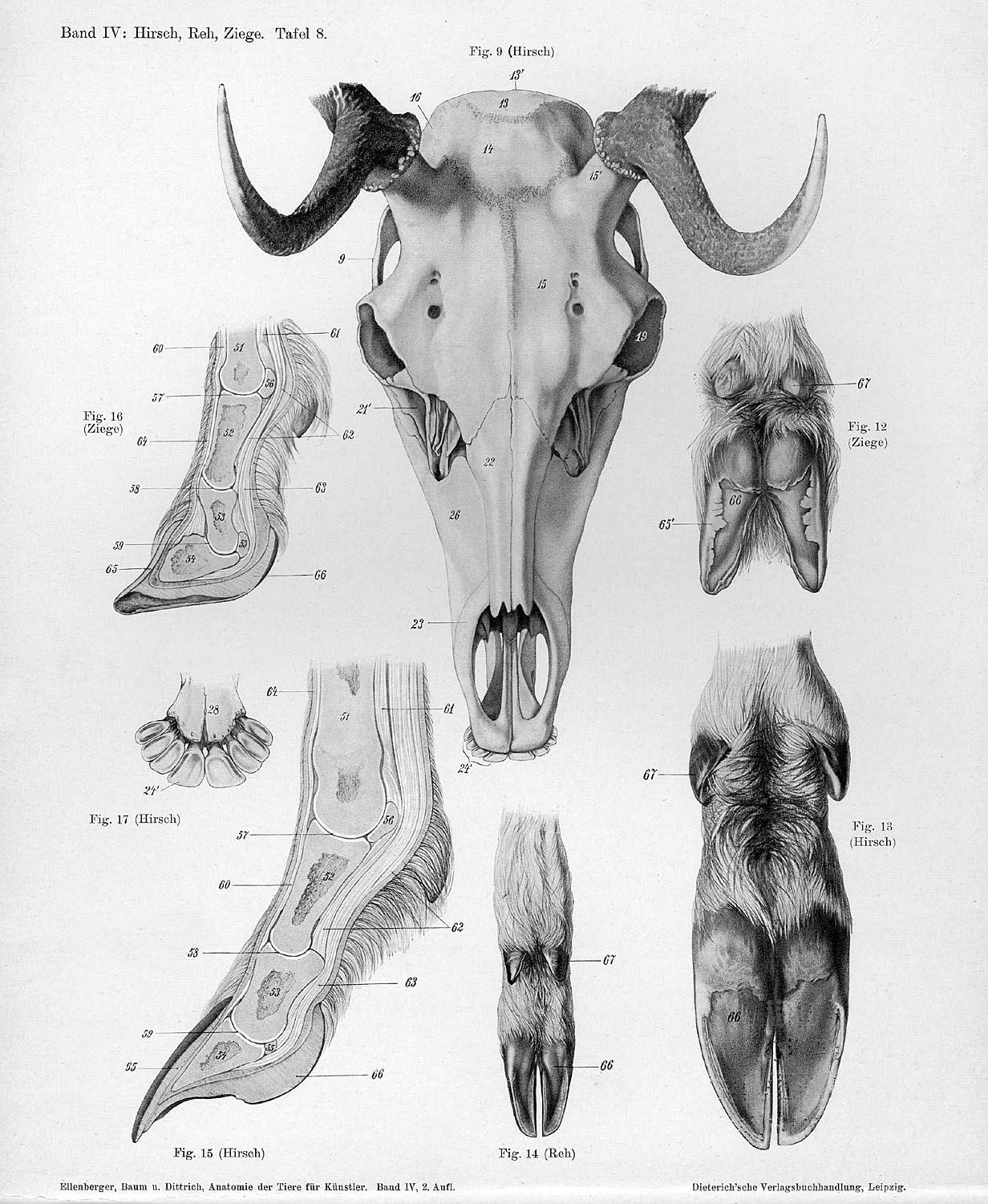 goat skeleton anatomy