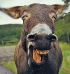 CHISTES MUY CORTOS. BURRO RIENDO. CUIDADO con los HUEVOS