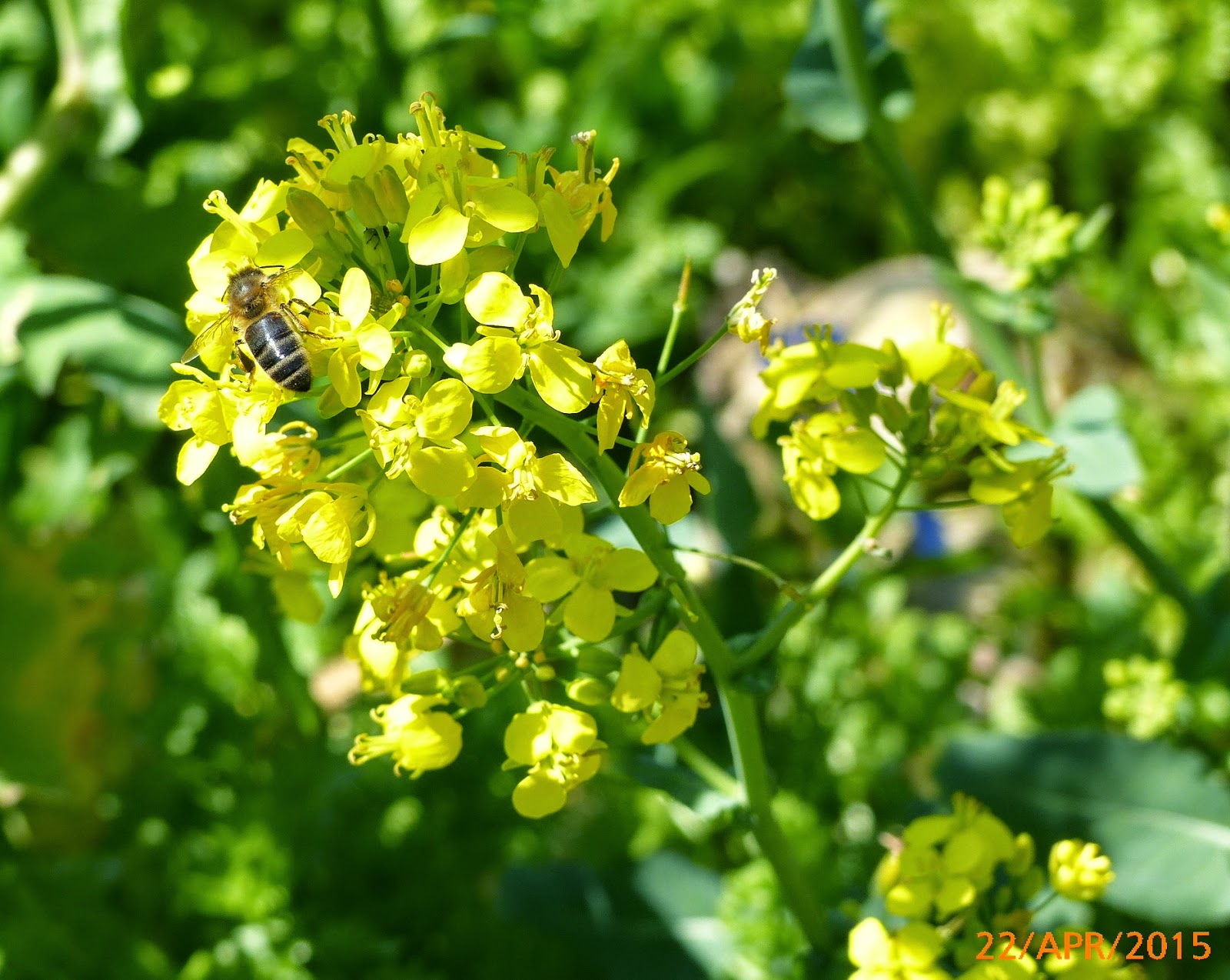 Honeybees on pear, turnip flowers, rosemary
