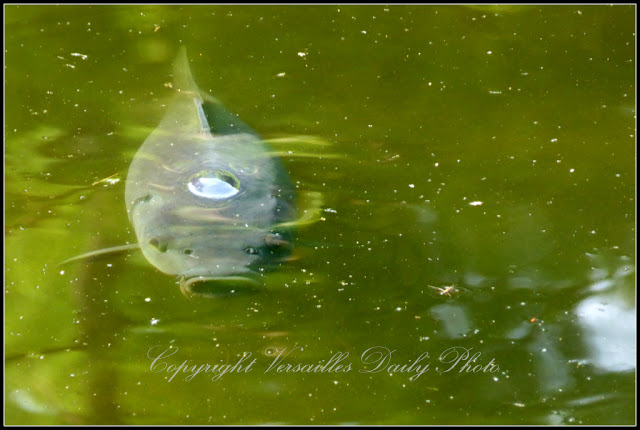 Poisson parc du Cénacle Versailles