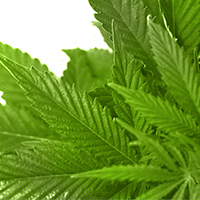 El abuso de cannabis puede causar psicosis y desembocar en esquizofrenia