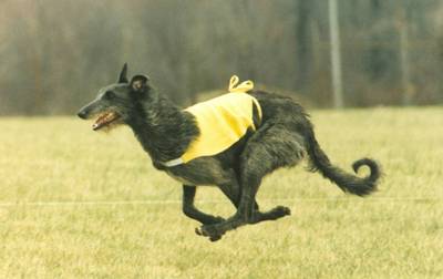 Lure Coursing FAQs (1995) – The Scottish Deerhound Club of America