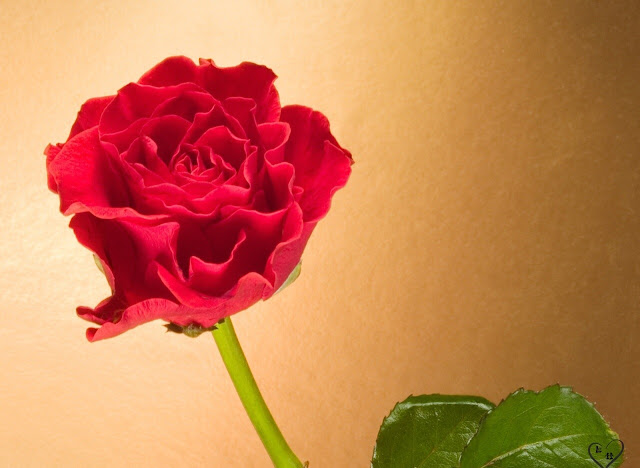 Red Roses Wallpapers