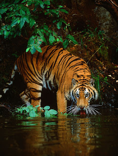 Tiger Drinking Water HD wallpaper