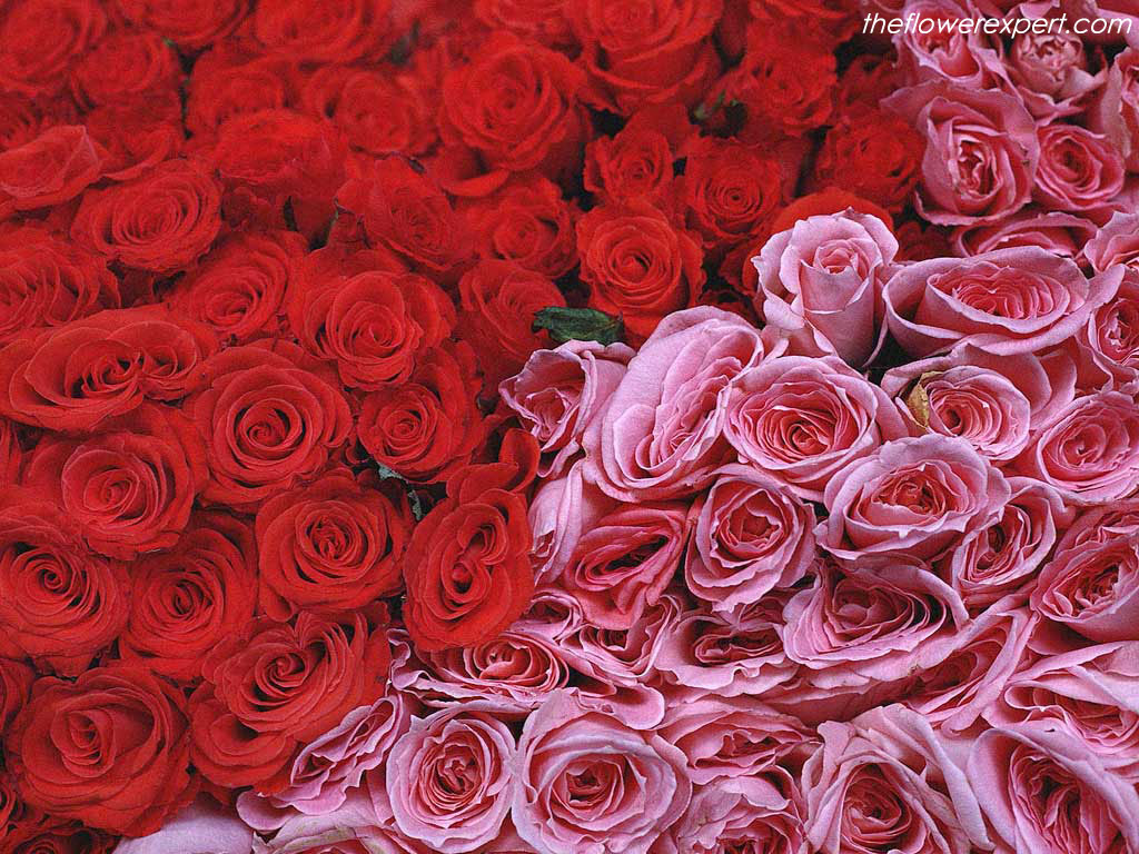 Unduh 100 Wallpaper Bunga Mawar Yang Indah Terbaik Unduh 100 Wallpaper Bunga Mawar Yang Indah Terbaik