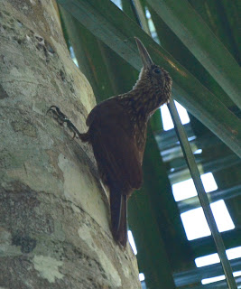Elegant Woodcreeper, Xiphorhynchus elegans