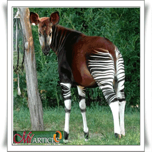 Okapi