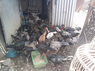 PENGOBATAN PERAWATAN AYAM BANGKOK AYAM ADUAN : AYAM BANGKOK AYAM ADUAN
