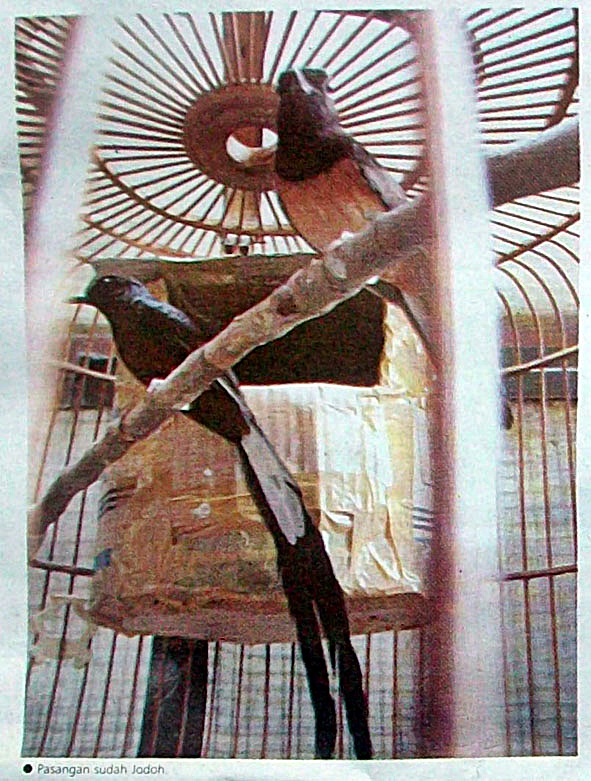 the gallery for gt cara membuat kandang burung dara the gallery for gt cara membuat kandang burung dara