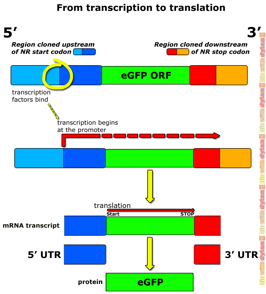 protein synthesis process protein synthesis process