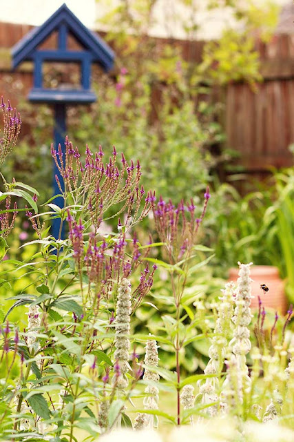 Verbena hastata 'Blue Spires' Verbena hastata 'Blue Spires'
