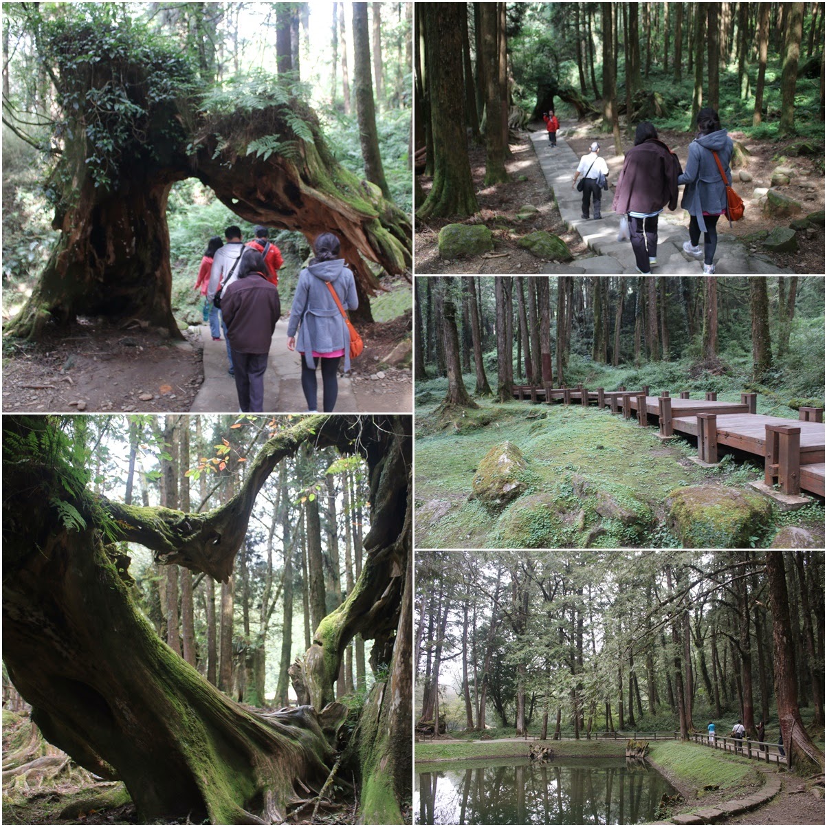 alishan ali mountain chiayi county taiwan lense alishan ali mountain chiayi county taiwan lense