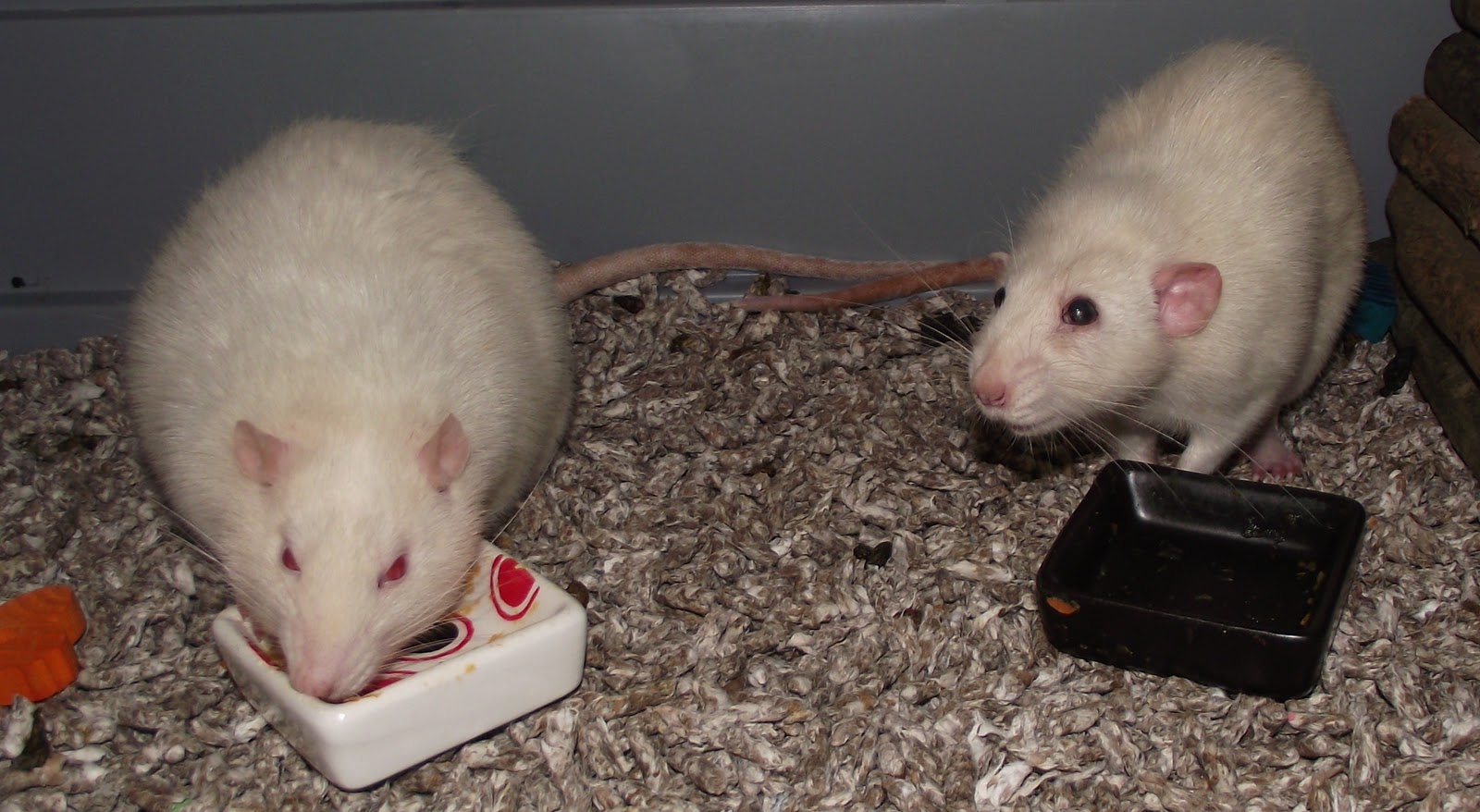 Mortimer and Wheeler Do Rats Like Carrot Soup?