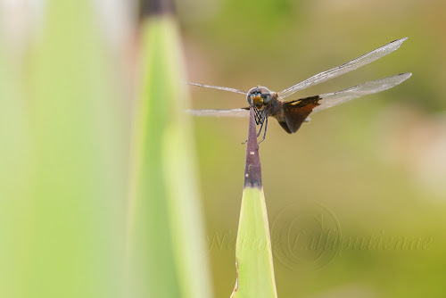 Rhyothemis semihyalina