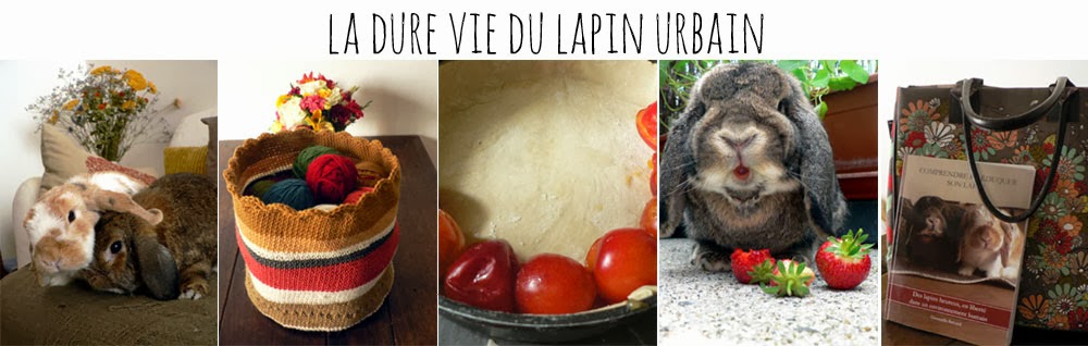 La dure vie du lapin urbain