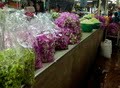 Biggest Wholesale Fresh Flower Market in Bangkok