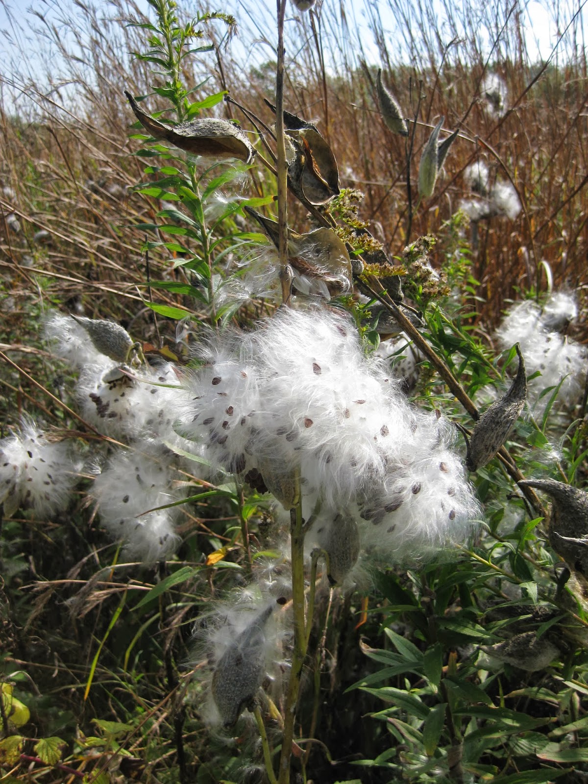 Rotary Botanical Gardens - Hort Blog: Youthful Contribution