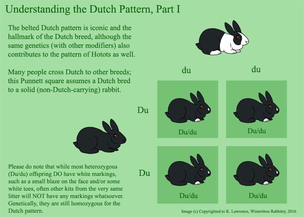 Rabbit And Musings Cheat Sheet Understanding the Dutch