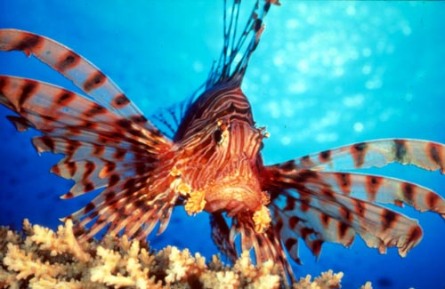سمكة أسد البحر ، حين يجتمع الجمال و الخطر في مخلوق واحد Takim+lion-fish-739346