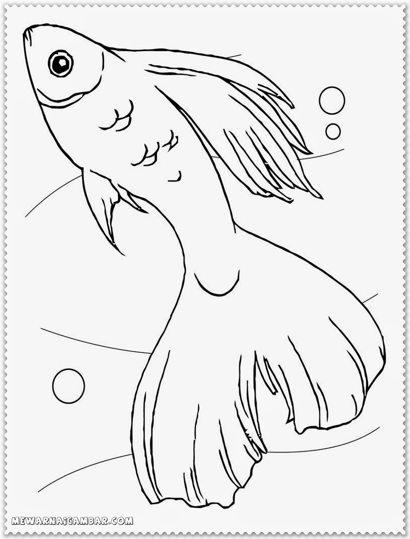 Betta Fish Coloring Pages - Free Printable Kids Coloring Pages