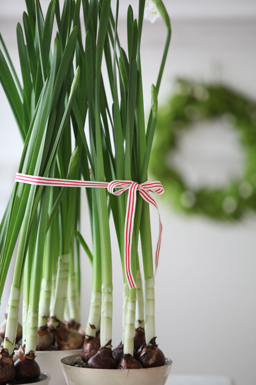 Dreamy Whites Paperwhites and a Winner