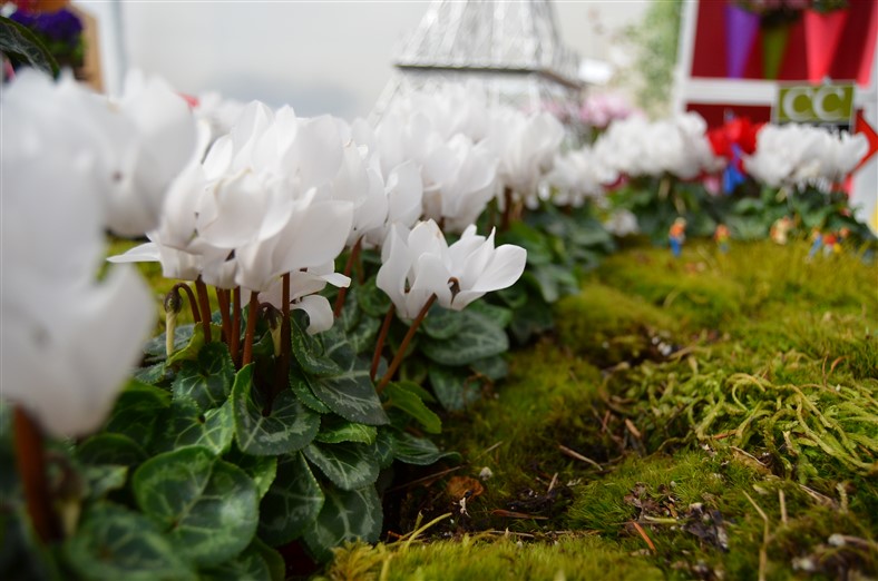 White Cyclamen, Morel, Photo by Amy Renea of A Nest for All Seasons White Cyclamen, Morel, Photo by Amy Renea of A Nest for All Seasons