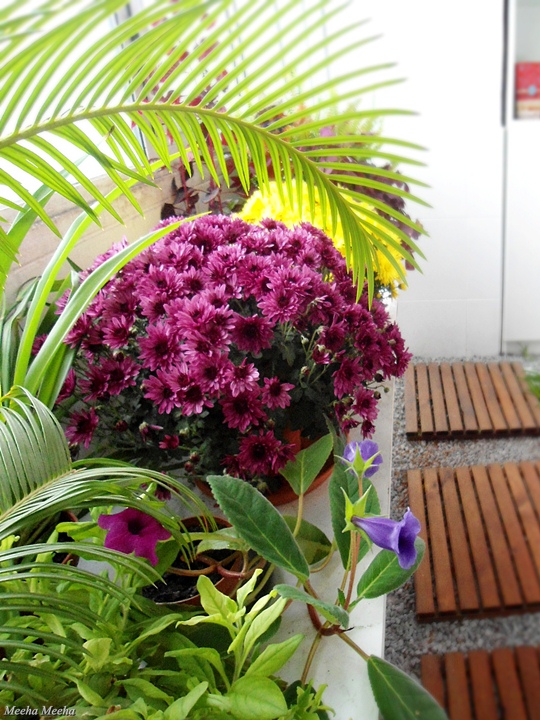 Meeha Meeha Winter Balcony With Mums
