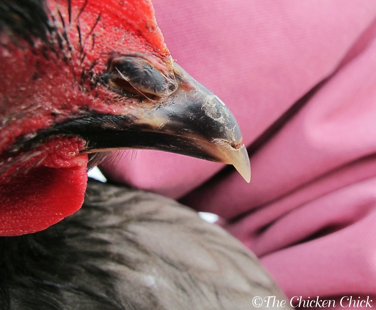 Repairing a Chicken's Broken Beak The Chicken Chick®