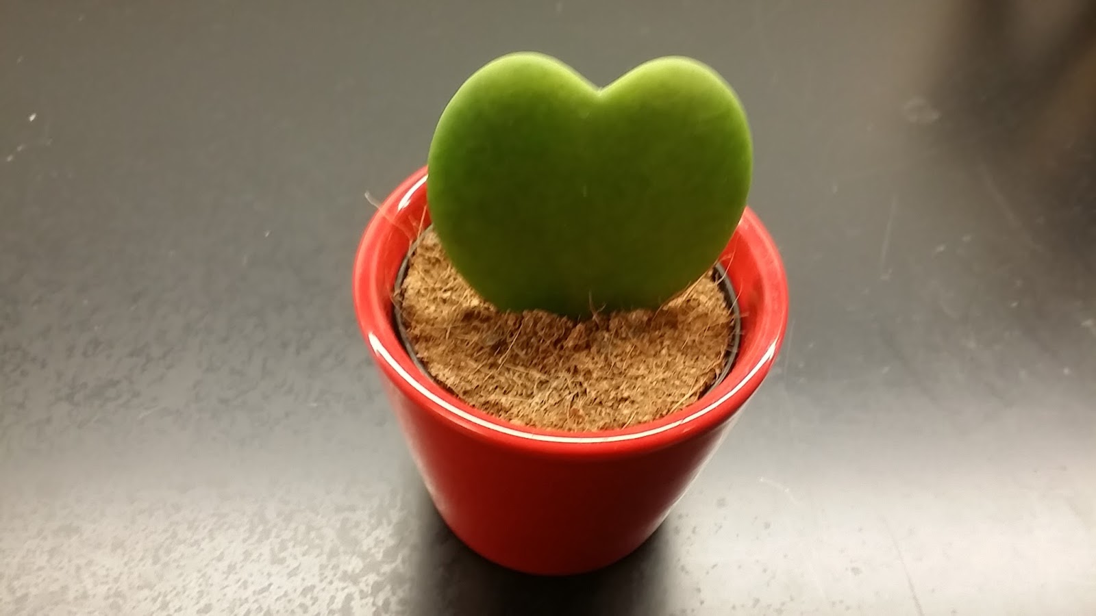 Product Review Heart Shaped Cactus Valentine�s Day Gift