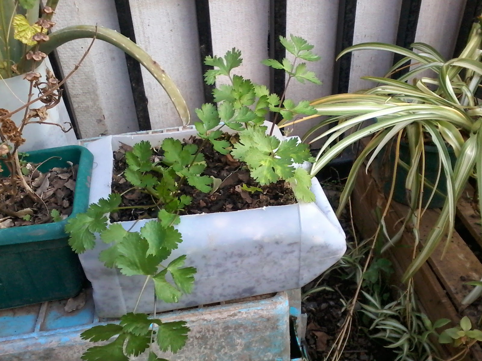 Sonrisa Maravillosa: Huerto en c@s@ Cilantro