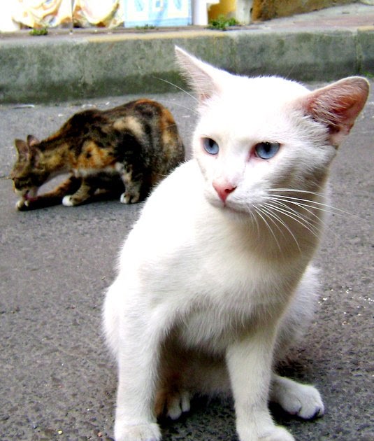 Sokak Hayvanları Sağır ve Sokağa Atıldı