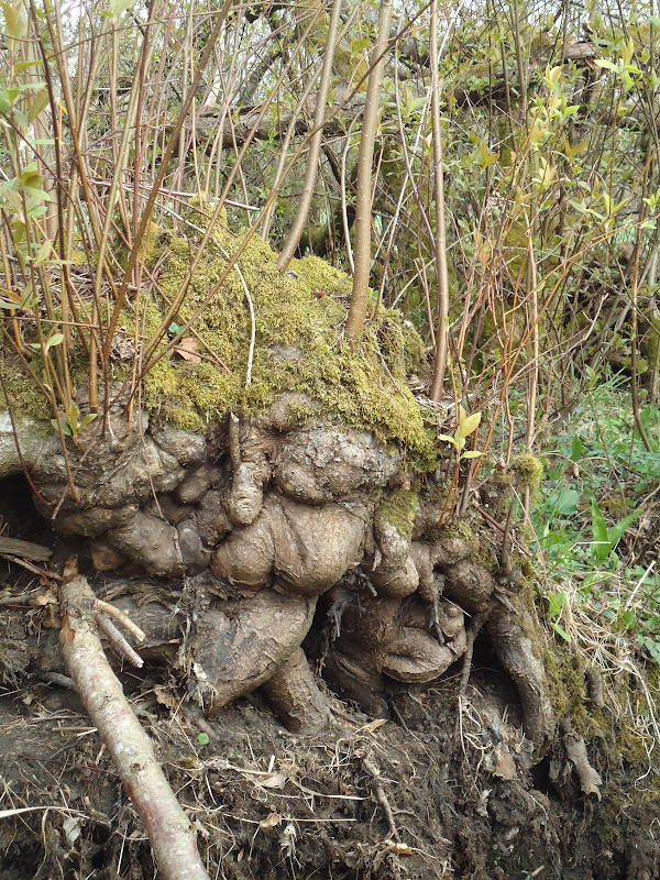 rencontre foret de bord