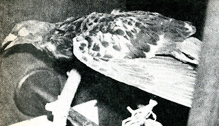 Kisah Merpati Di Jaman Perang Yang Mendapat Pangkat Letnan Anumerta