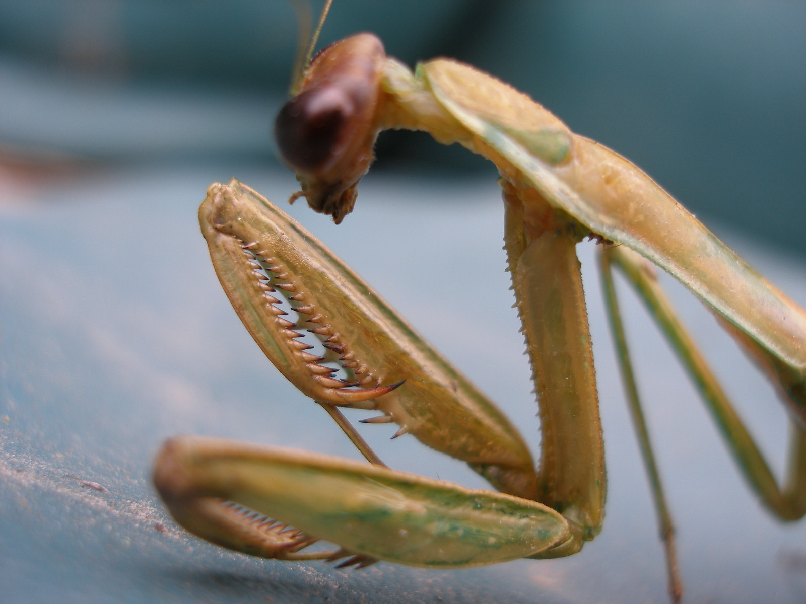 JSH's Visual Slushpile Dead Praying Mantis