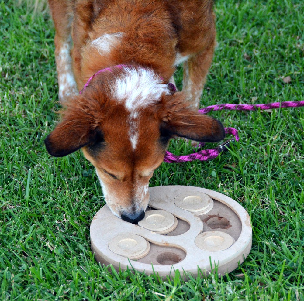 The Dog Geek: Puzzle Toy Review: Kensington Kennel Club Dog Intelligence Toy