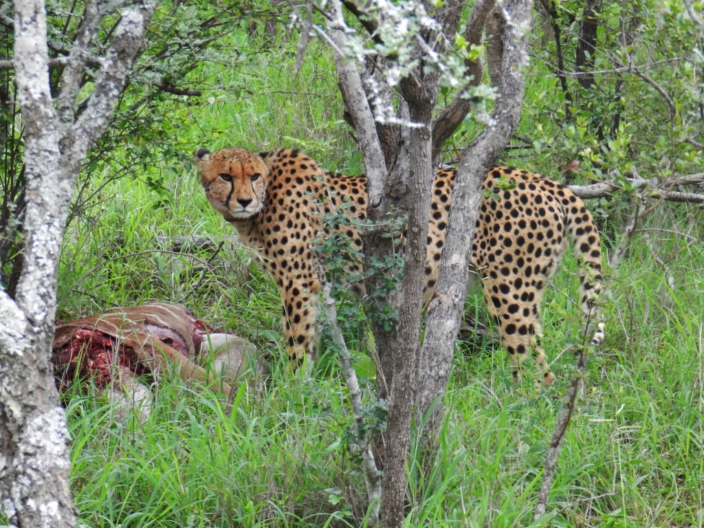 Do cheetahs live in jungle or forest? - Rankiing Wiki : Facts, Films