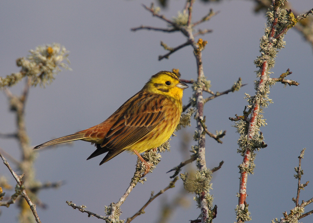 Mike Randall Bird Photography Yellowhammer (Emberiza citrinella)