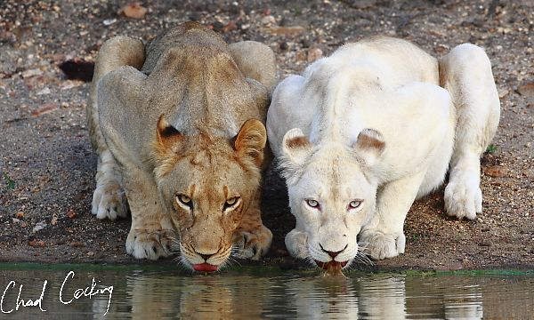 africam+blog+post+intro_06.JPG