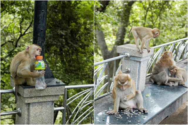 macaque monkeys at Toe Sae Hill, Phuket Town, Phuket
