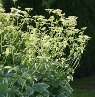 Weeding is not a dirty word…