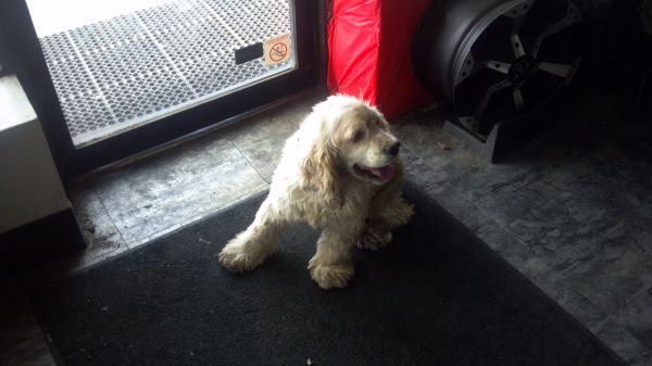 Missing Small Dog Alert: Found...Myrtle Beach, SC