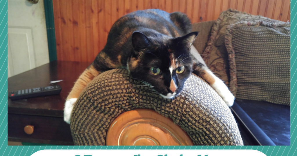 3 Reasons Why I'm Glad to Have an Indoor Only Cat Pawsitively Pets